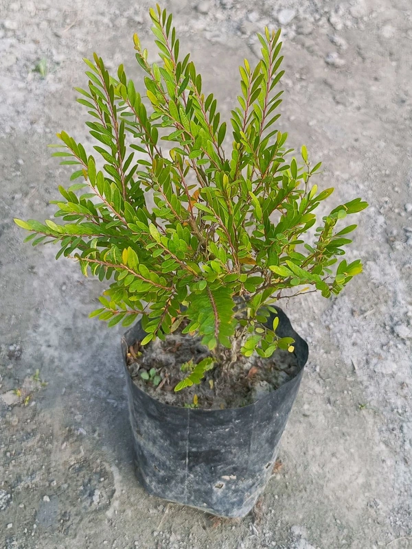 Hedge Phyllanthus Myrtifolius