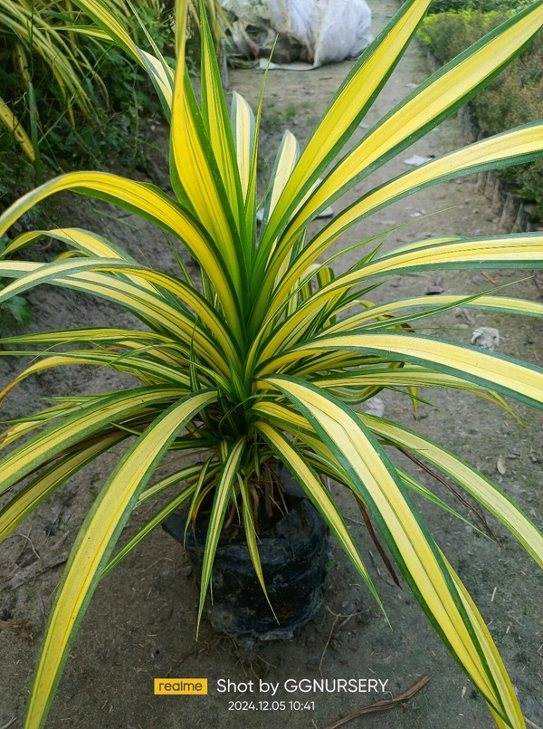 Pandanus veitchii (10x10 PP)