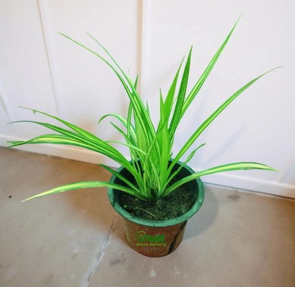 Pandanus veitchii