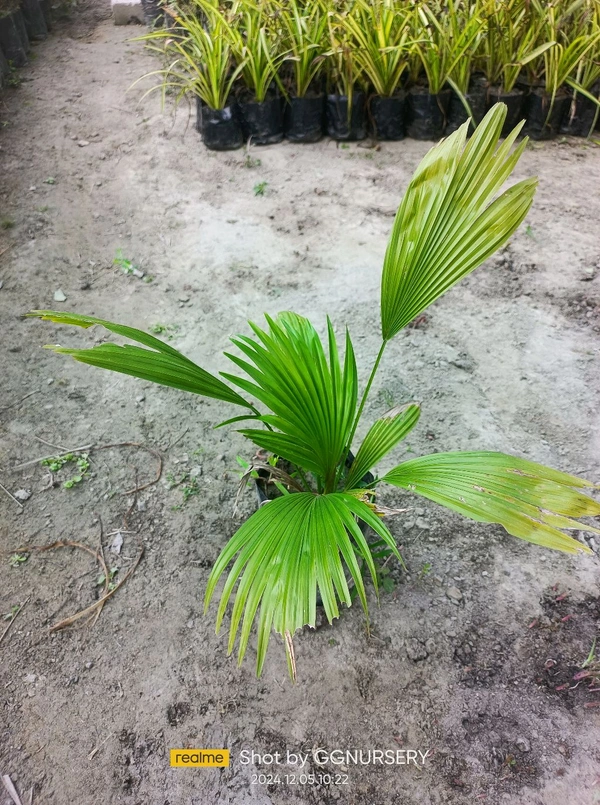 Chinese Palm (6x6 PP)