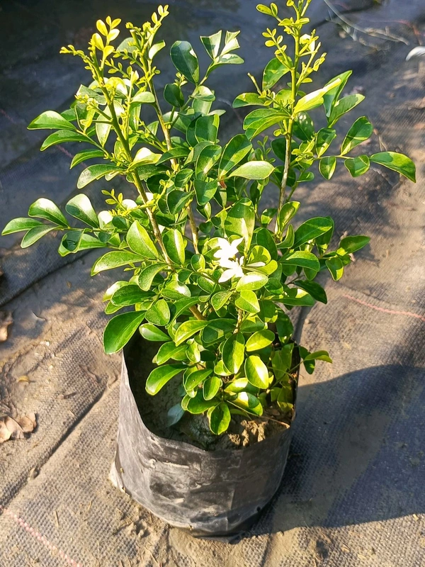 Kamini -Murraya paniculata Dwarf