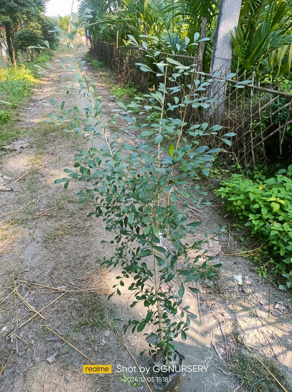 Kamini -Murraya paniculata 4 Ft.