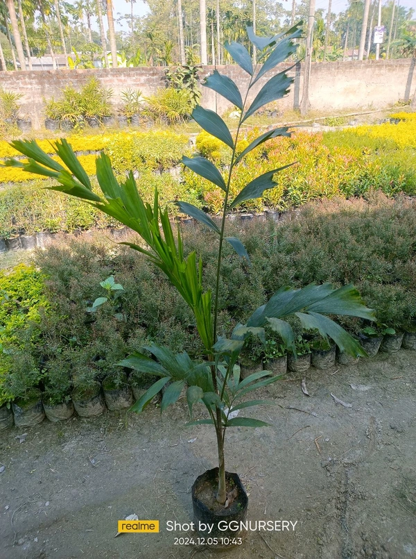 Foxtail Palm