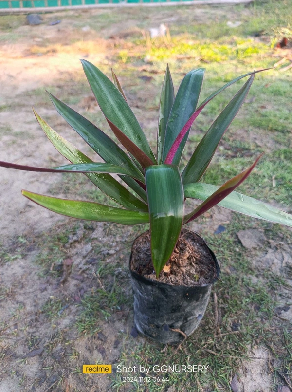 Rhoeo Boatlily