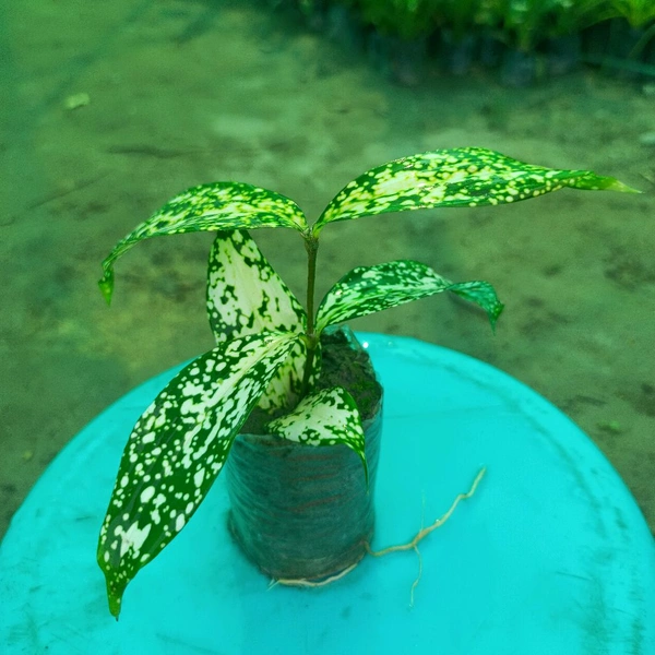 Dracaena surculosa -Florida Beauty Sapling 