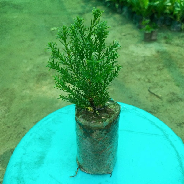 Juniper Plant Sapling 