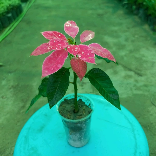 Poinsettia Plum Pudding Pink Sapling 