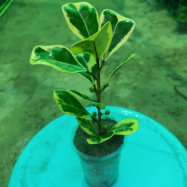 Ficus Deltoidea Variegated Sapling 