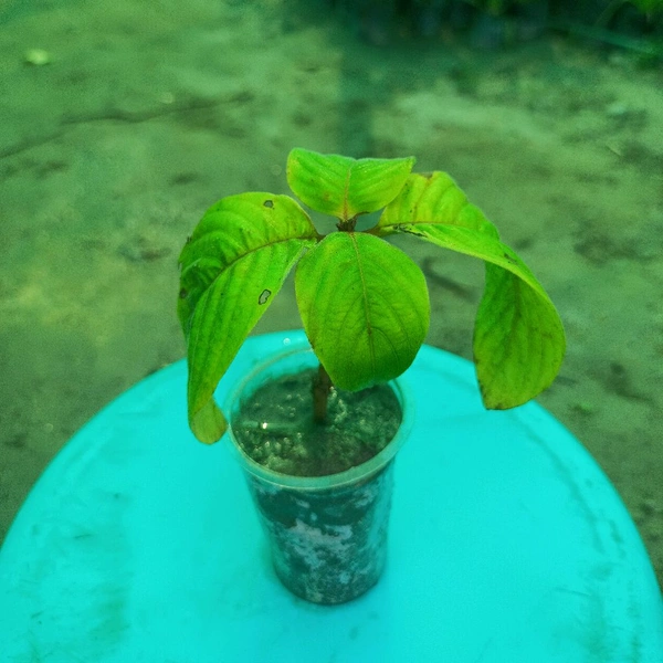Mussaenda Erythrophylla Sapling 
