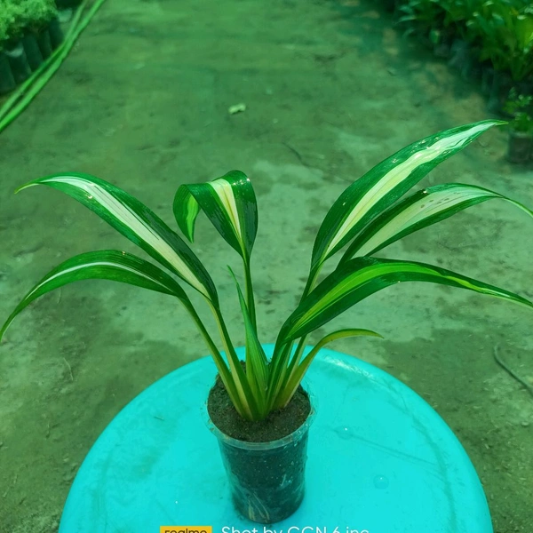 Spider Plant Vittatum Sapling 