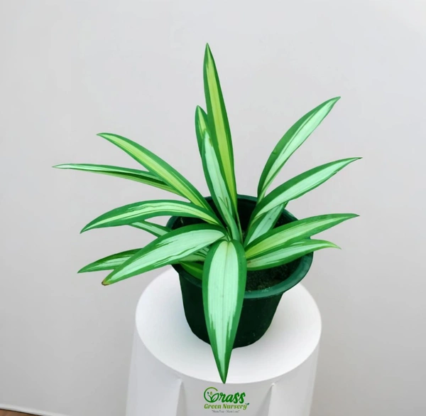 Spider Plant Vittatum 