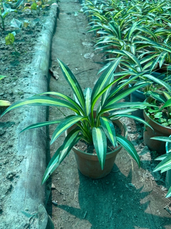 Spider Plant Variegated Vittatum