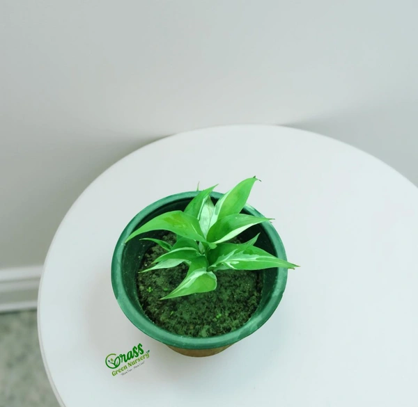 Peace Lily Varigated Dwarf