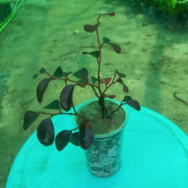 Loropetalum chinense ‘Shang-Red’ Sapling 