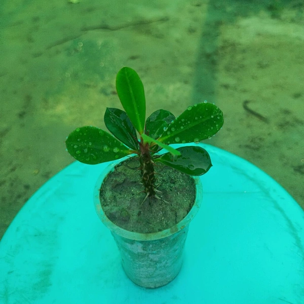 Euphorbia Milii Sapling 
