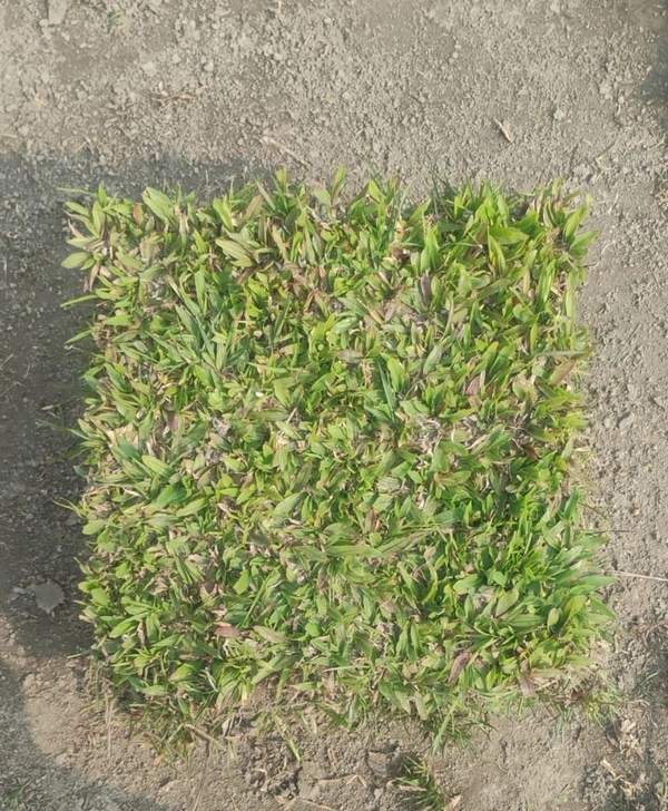 Broadleaf Carpet Grass