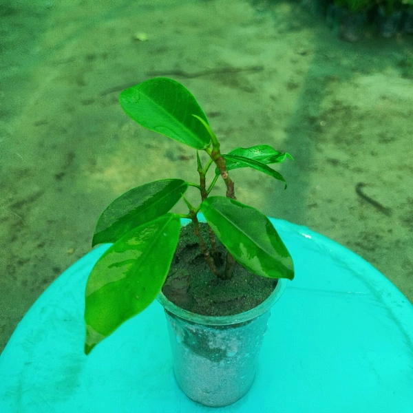 Ficus Retusa (Ficus Panda) Sapling 