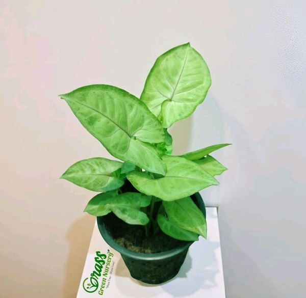 Syngonium Berry Allusion
