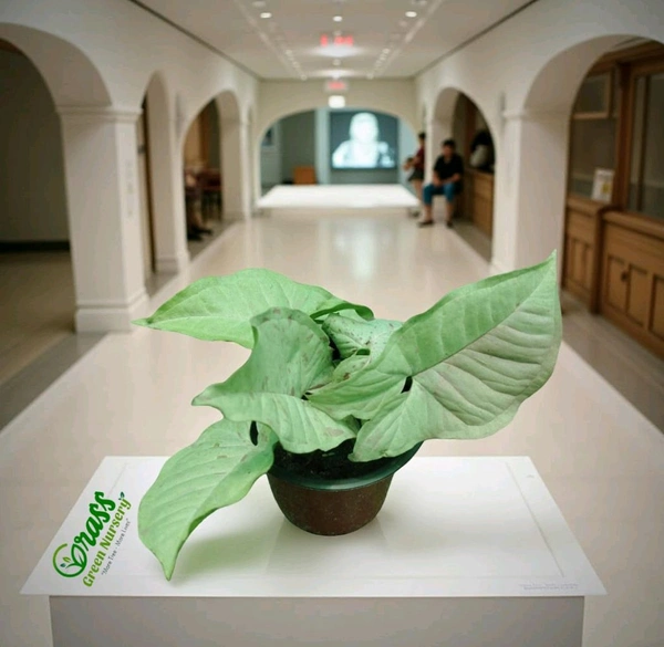 Syngonium Milk Confetti