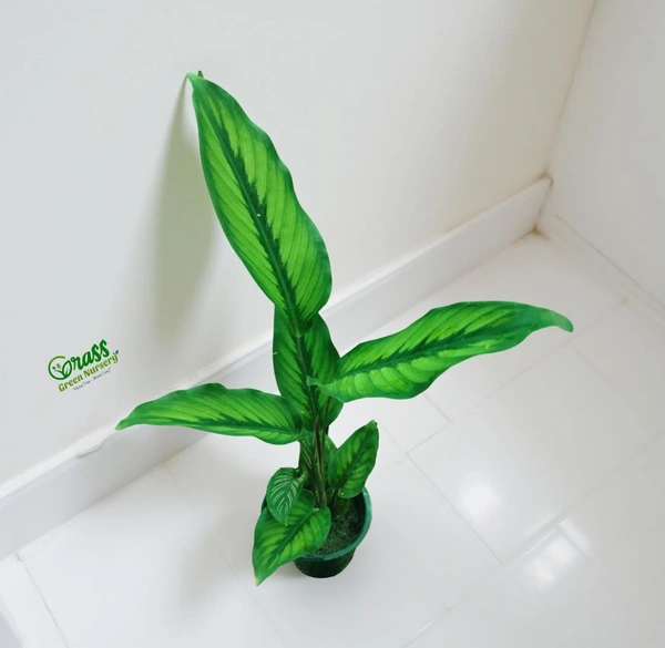 Calathea Beauty Star