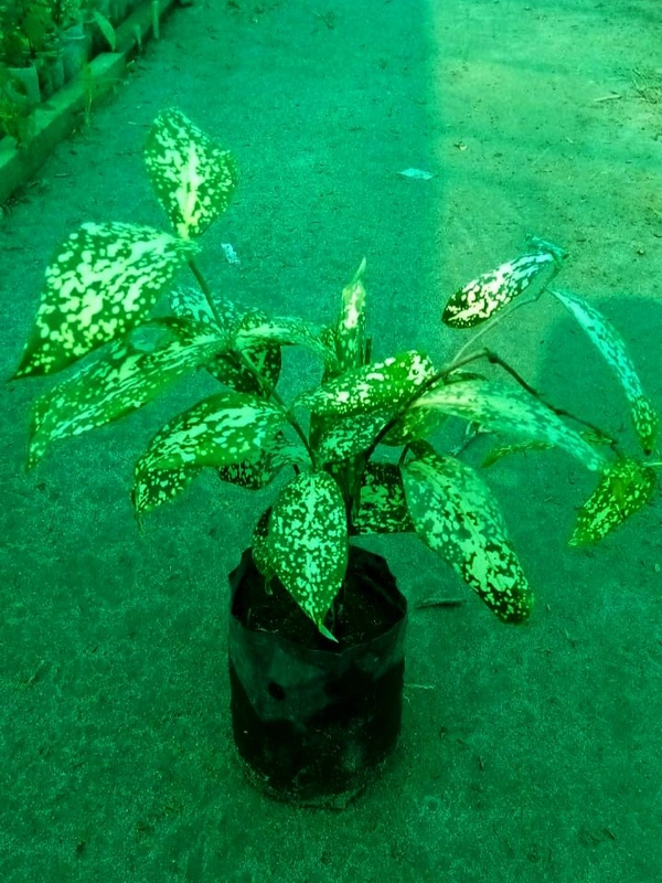 Dracaena surculosa -Florida Beauty (50 Pcs.)