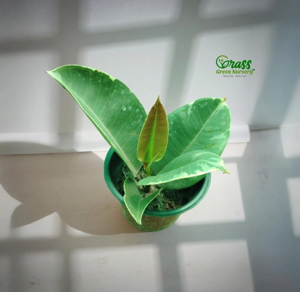 Ficus Elastica Belize