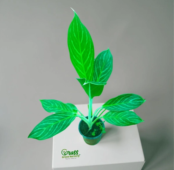 Aglaonema Nitidum