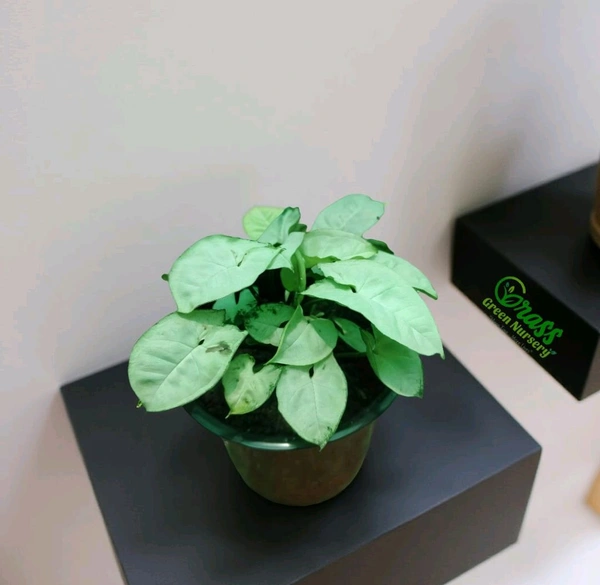 Syngonium Pearl White