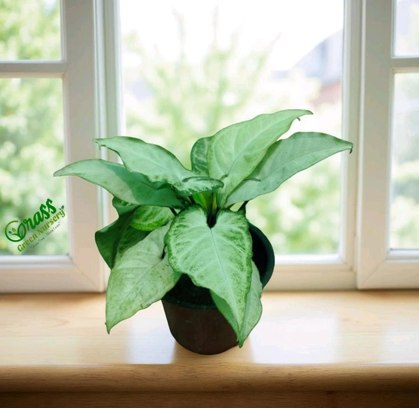 Syngonium Starlite