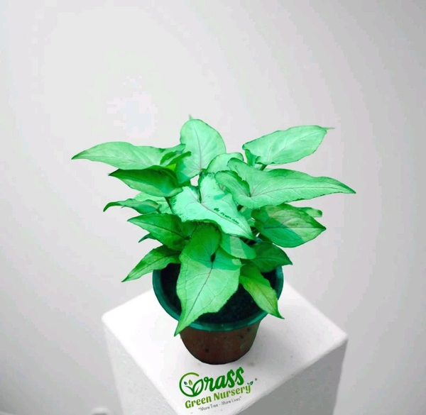 Syngonium Good Luck Dwarf