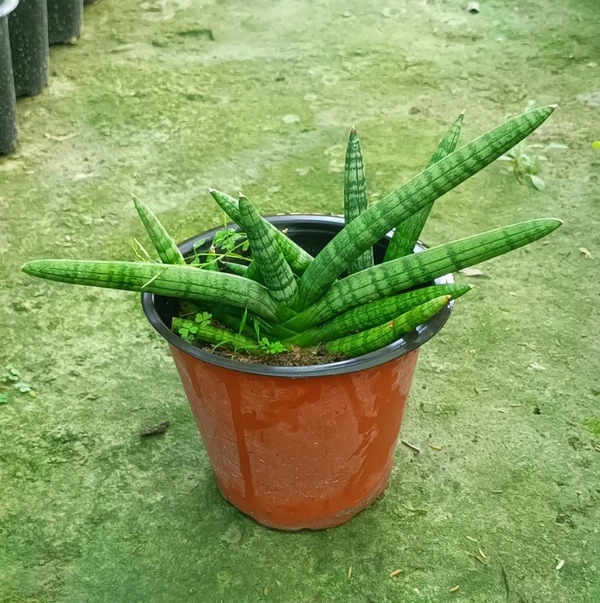 Sansevieria Cylindrica Variegated