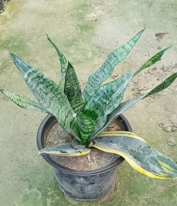 Sansevieria Parva