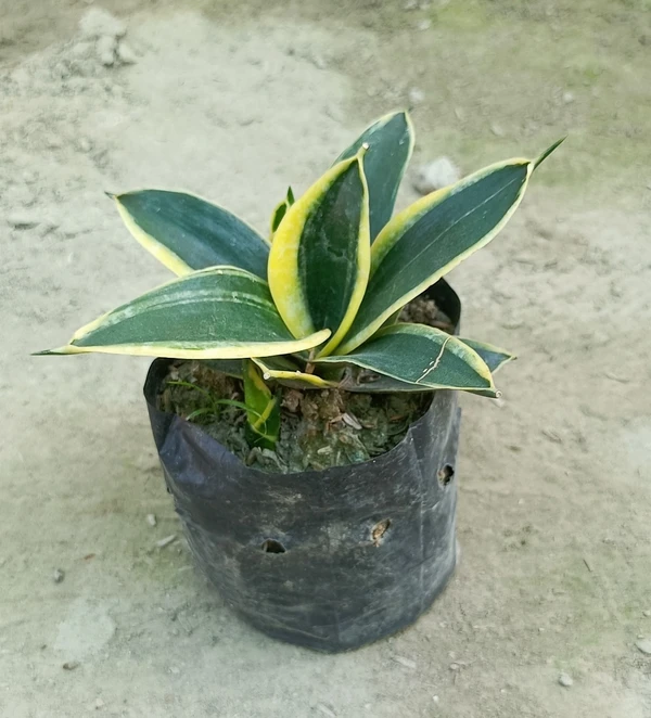 Sansevieria Variegated Sapling (100 Pcs.)