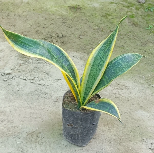 Sansevieria trifasciata Sapling (100 Pcs.)