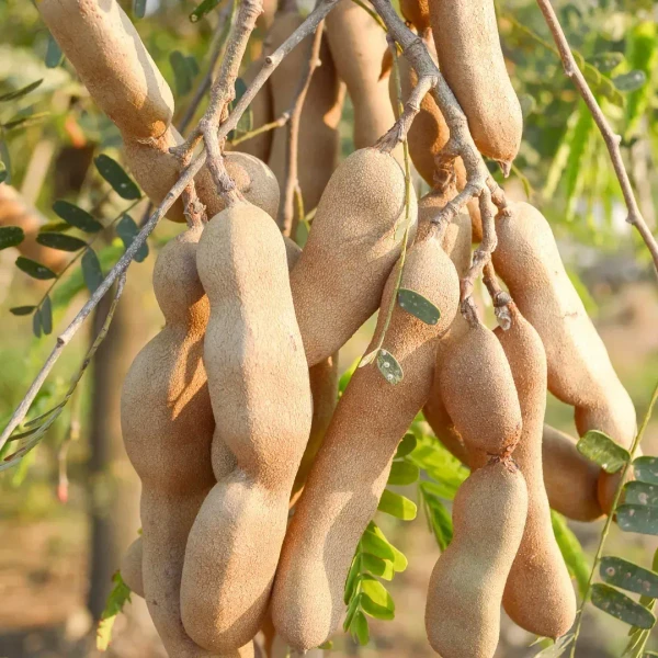 Tamarind Plant Seedling (100 pcs.)