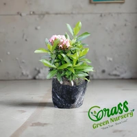 Ixora Chinese 