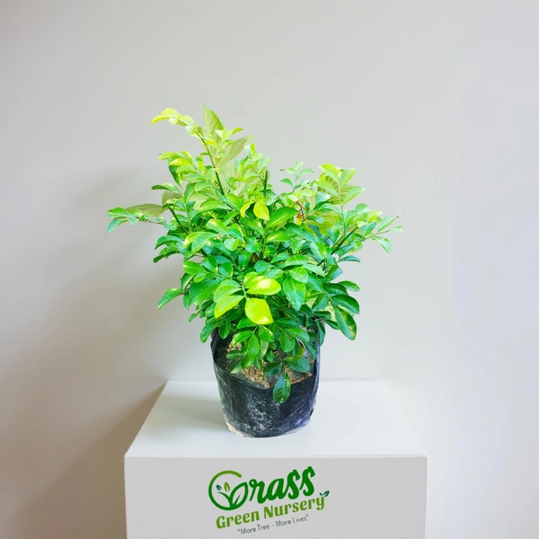 Kamini -Murraya paniculata Dwarf