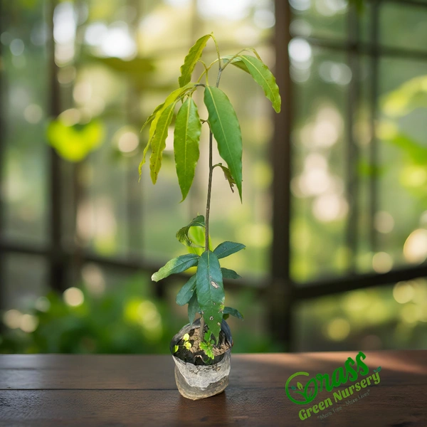 Ashoka Tree Plant