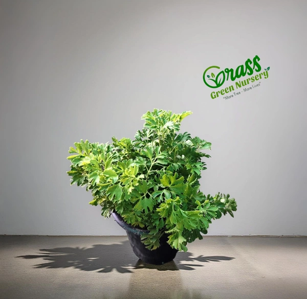 Aralia Ming 
