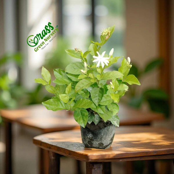 Star Jasmine 