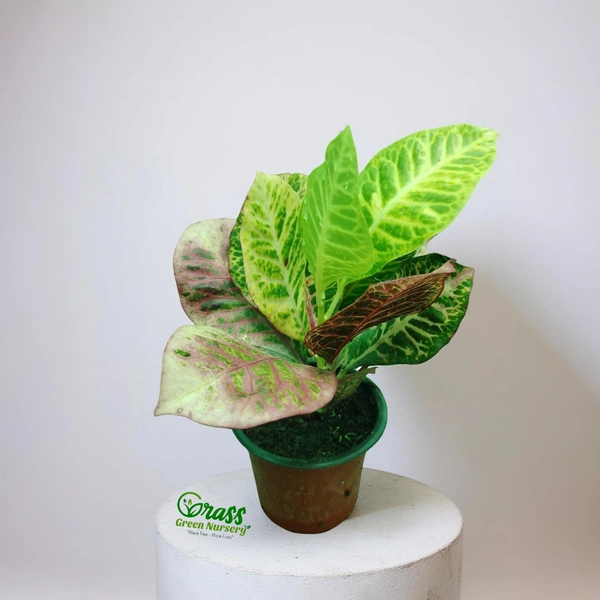 Petra Croton Red