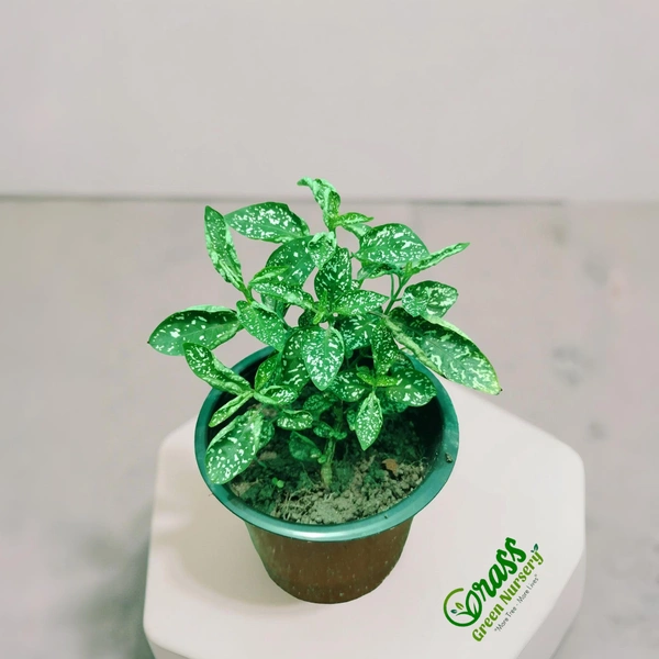Polka Dot Plant (White Splash)