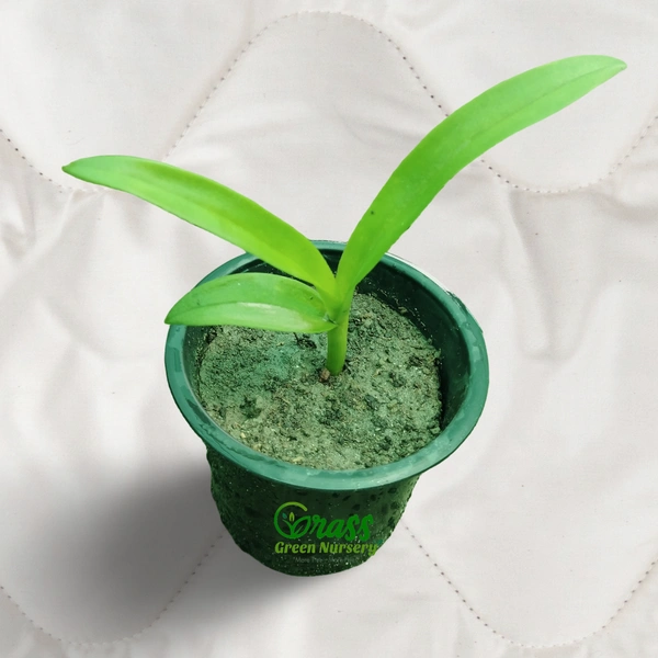 Miniature Dendrobium Orchid