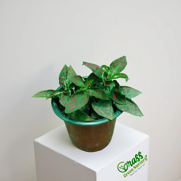 Polka Dot Plant (Red Splash)