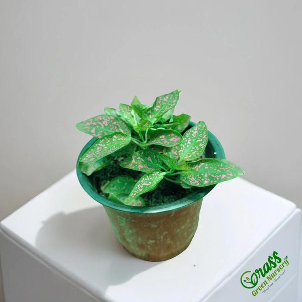 Polka Dot Plant (Pink Splash)