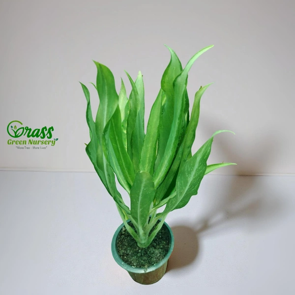 Aglaonema Cutlass 