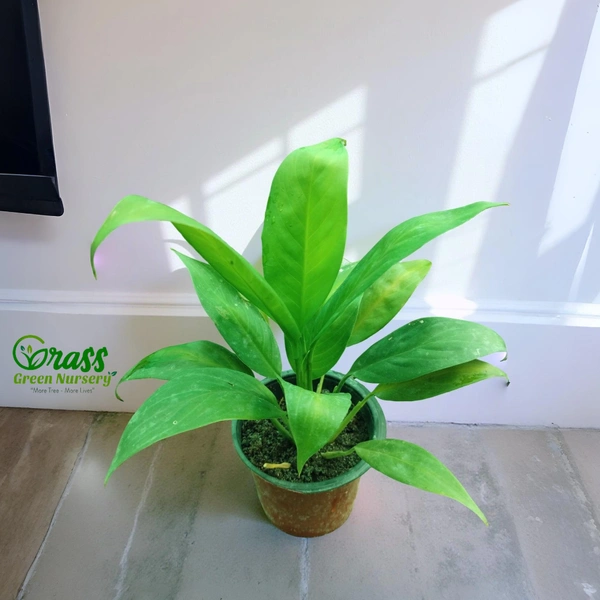 Peace Lily 