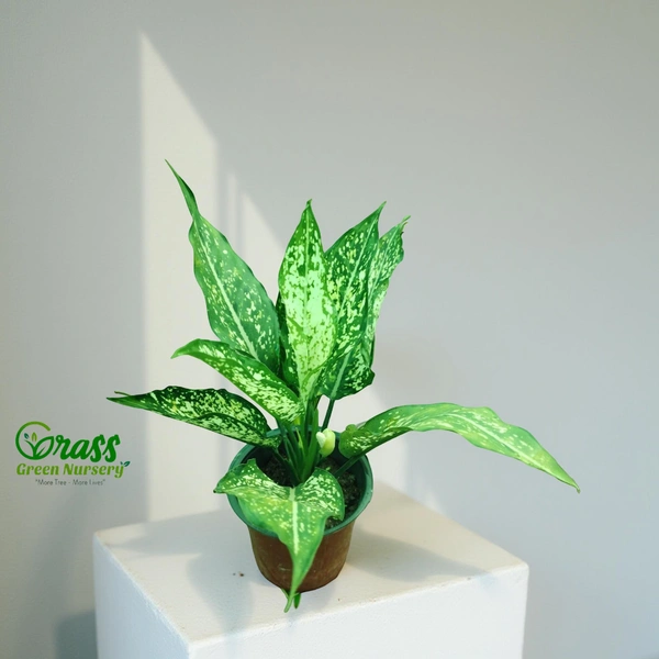 Aglaonema Snow White 
