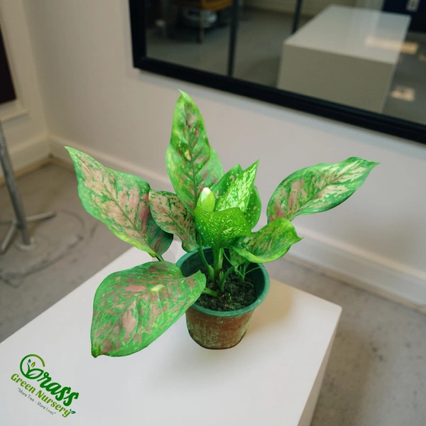 Aglaonema Red Valentine 