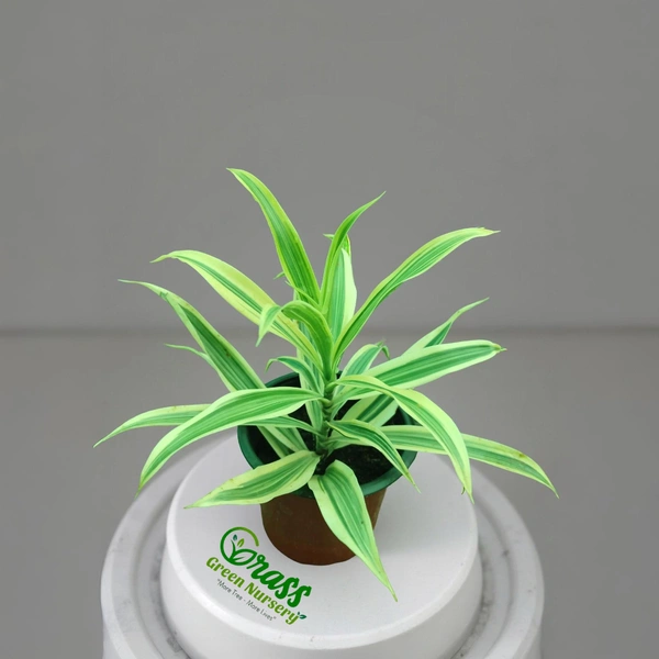 Dracaena reflexa -Song of India 